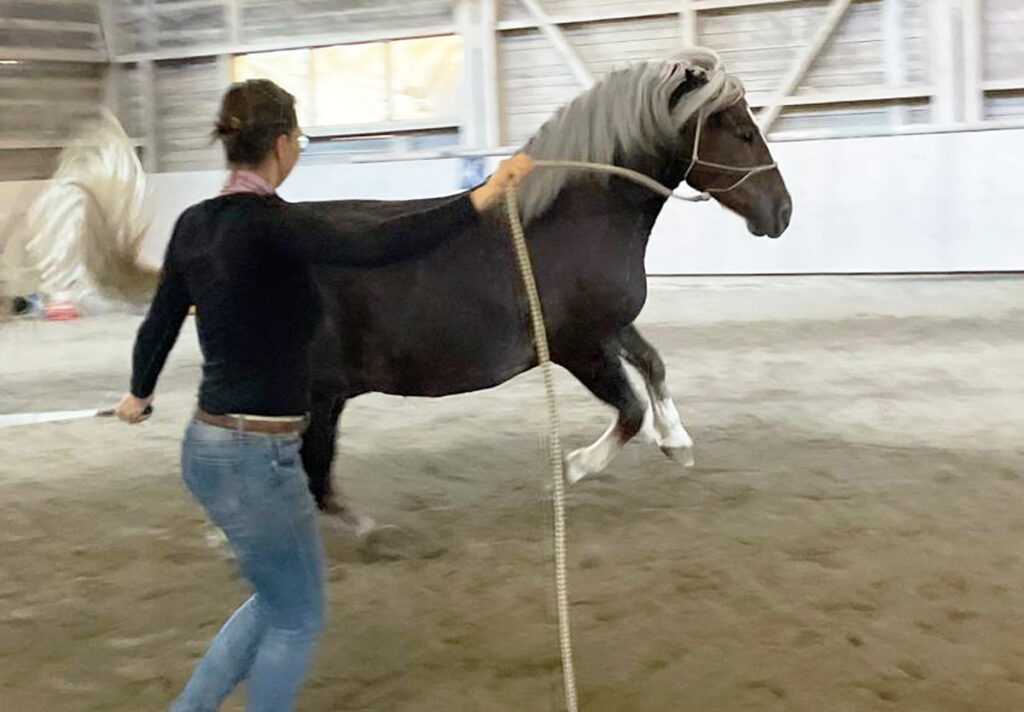 MKA Horsemanship, Bodenarbeit Kurse, Bad Wurzach