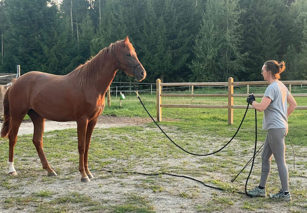 Horsemanship, Bodenarbeit, Pferdesprache, Bad Wurzach