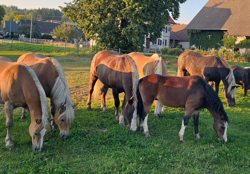 Reiten, Reitunterricht, Pferde, Bad Wurzach