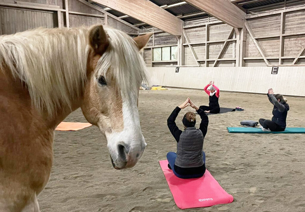 Ganzheitliche Reitpädagogik, Pädagogisches Reiten, Reiten, Reitunterricht, Bad Wurzach