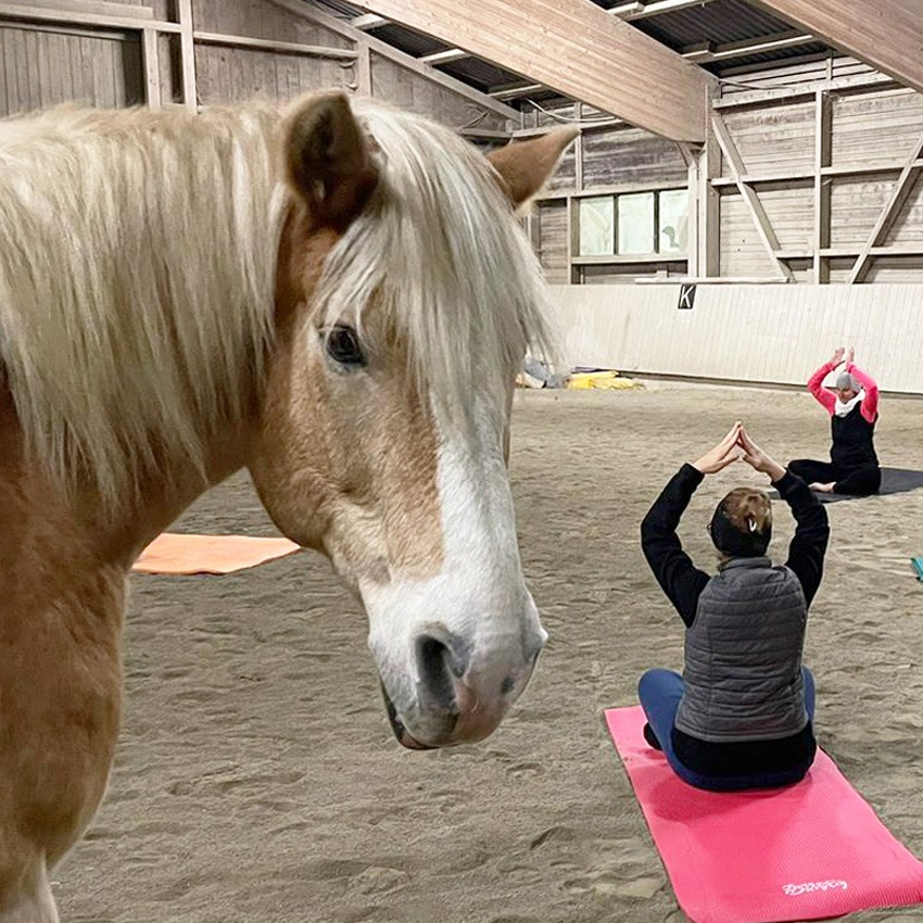 Ganzheitliche Reitpädagogik, Pädagogisches Reiten, Reiten, Reitunterricht, Bad Wurzach